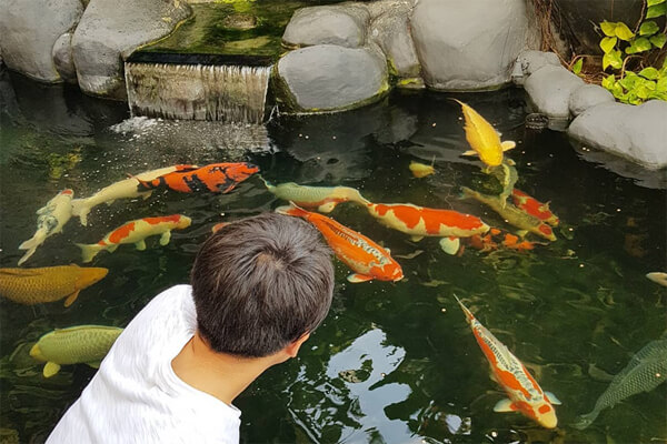 Thức ăn cá Koi Aqua master