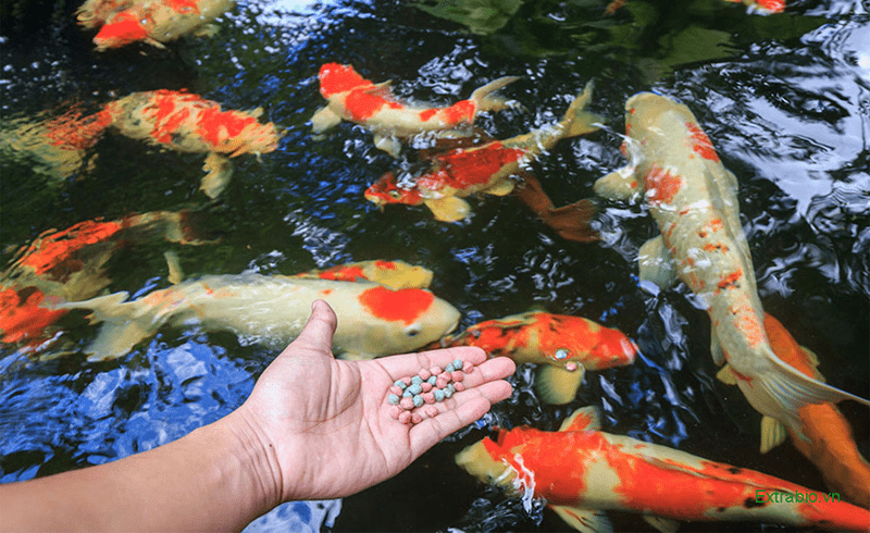 Cách cho cá Koi ăn để cá khỏe mạnh, lên màu đẹp